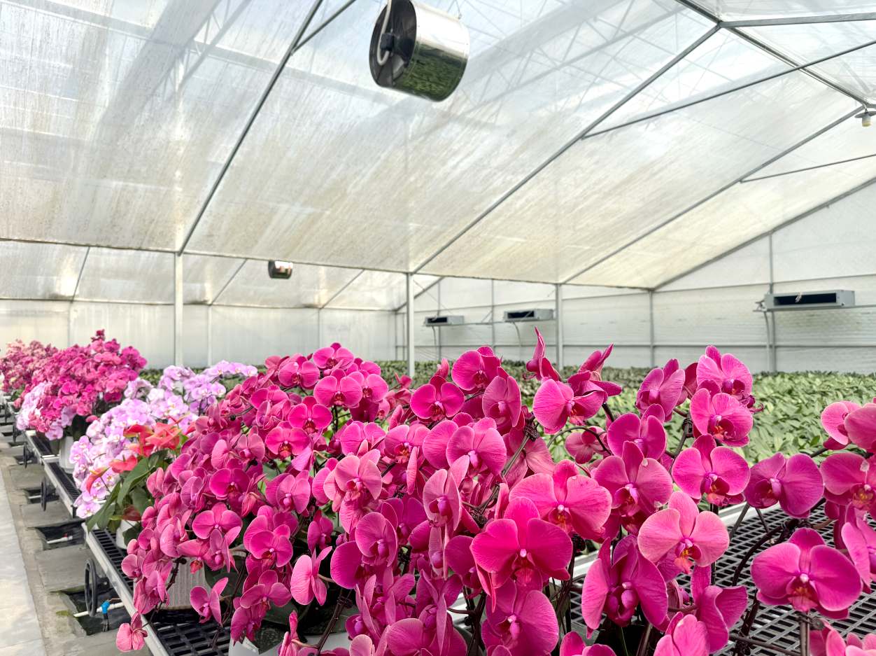 上林县打造花卉特色品牌助力乡村振兴
